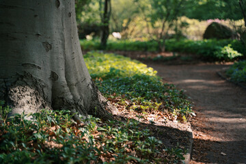 a tree in spring in a park