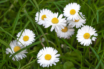 Obraz premium Daisies in a sunny day, white flowers growing in the meadow