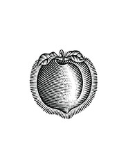 illustration of peach