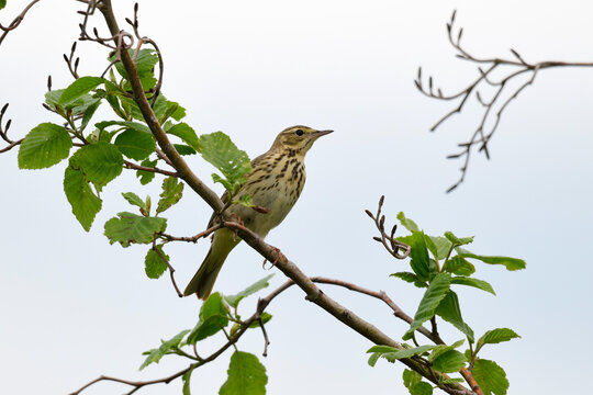 Baumpieper //  Tree Pipit (Anthus trivialis)
