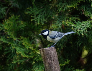 great tit in the garden
