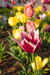 Lots of tulips growing along the road in the city center. beautiful colorful flowers against the background of blurry tulip flowers