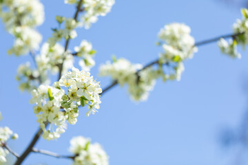 Spring flowering trees. Plenty of flowers on cherry and plum. Blue sky in the background