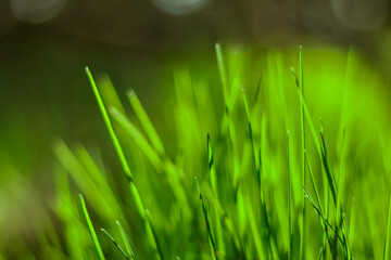 Fresh green grass with blurred background. Sunshine