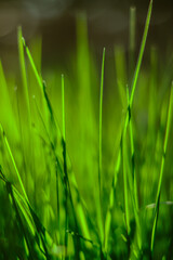 Fototapeta na wymiar Fresh green grass with blurred background. Sunshine