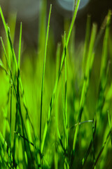 Fresh green grass with blurred background. Sunshine