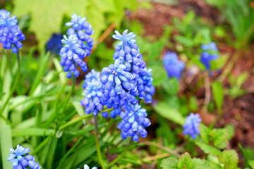 Beautiful blue flowers close up