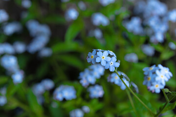 Close-up of forget-me-not flowers (Myosotis L.), with bright green leaves, tiny blue flowers on a...