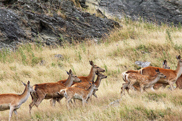 Naklejka na ściany i meble Red Deer running - New Zealand