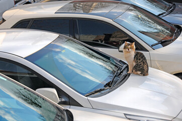 Cat on the car hood