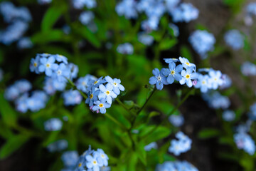 Close-up of forget-me-not flowers (Myosotis L.), with bright green leaves, tiny blue flowers on a blurred background