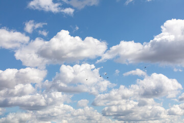 The background is blue sky with beautiful white clouds and a flock of flying birds against its background