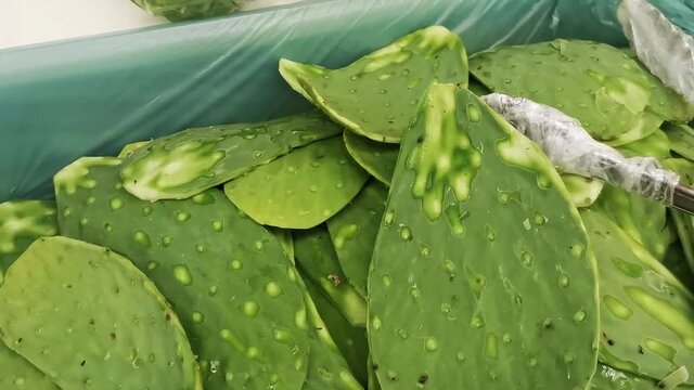 Mexican food sliced cactus to eat supermarket Mexico green texture.