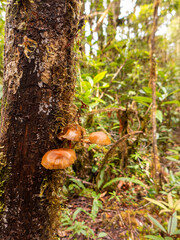 Der Tropische Bergwald am Cerro de la Muerte bei einer Wanderung durch das Savegre Tal in Costa Rica.