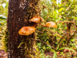 Der Tropische Bergwald am Cerro de la Muerte bei einer Wanderung durch das Savegre Tal in Costa Rica.