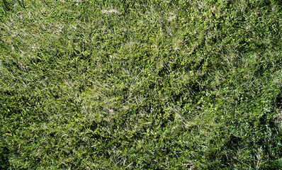 Abstract green grass texture