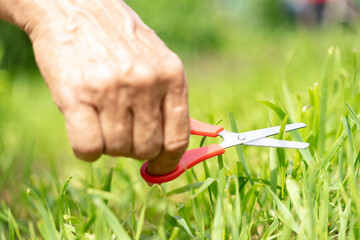 a man's hand mows the lawn with scissors, the concept of cutting and mowing the lawn