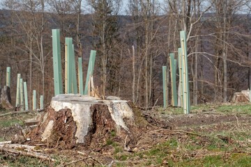 Tree stump with tree seedlings and plant apron covers.