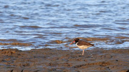 bird on the beach