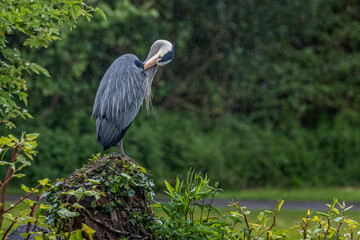Close up of a Grey heron preening on a tree stump in pouring rain