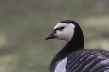 Portrait of a barnacle goose, Branta leucopsis