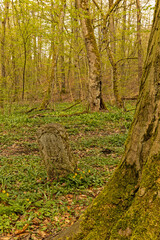 Obraz premium old stone signpost in the Hainich National Park in Thuringia
