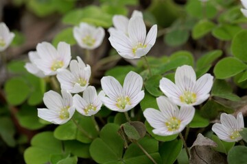 Common wood sorrel, Oxalis acetosella.