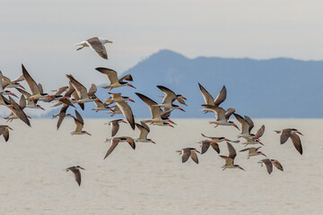 pelicans in flight