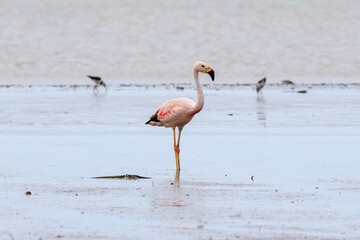 pink flamingos in the water