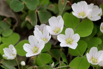 Common wood sorrel, Oxalis acetosella.