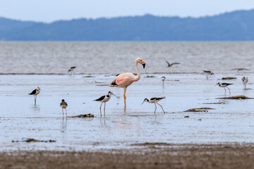 flamingos in the water