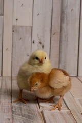 Baby Chickens on a Barn Wood Floor 