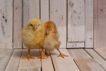 Baby Chickens on a Barn Wood Floor 
