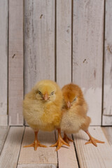 Baby Chickens on a Barn Wood Floor 