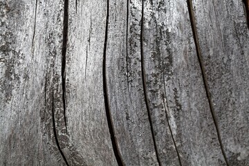 Old and weathered gray colored spruce wood