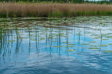 waves on the lake with water lily leaves
