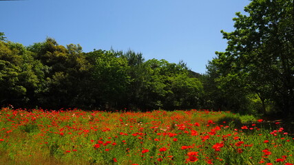 北川村モネの庭26