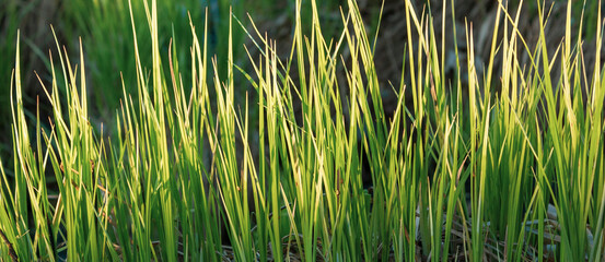 Fototapeta premium Close up of fresh dense grass on a sunny day