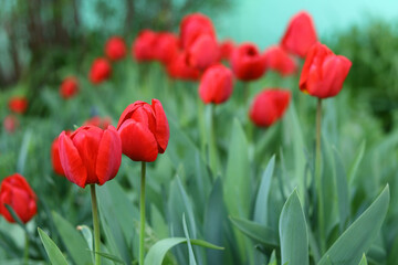 Fototapeta premium Beautiful flowers on a green background, sunny summer day