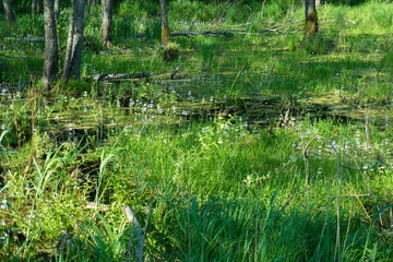Fototapeta na wymiar bog or swamp in the spring woods