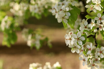 Beautiful flowers on a green background, sunny summer day