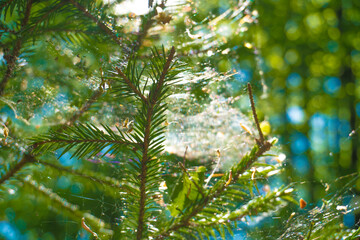 Spider's web on spruce branches in forest, closeup macro view.