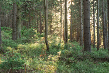 Zachodzące słońce oświetlające swym blaskiem świerkowy, górski las. © boguslavus
