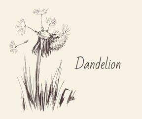 Dandelion, Flying Seeds of Dandelion Hand Drawn Illustration isolated on white Background