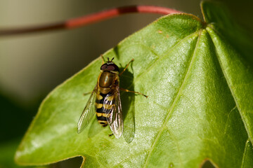 Fake wasp sitting on the Green leaf.