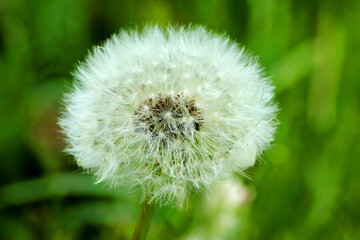 Beautiful magic white ball,dandelion.