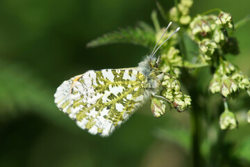 Butterfly on a flower. Green colors.