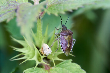 Common Shieldbug on the leaf.