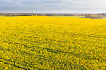 Żółte kwiaty rzepaku na polach uprawnych.
