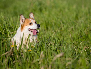 pembroke welsh corgi sits in the tall green grass